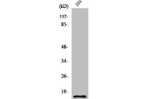 Western Blot analysis of 293 cells using Cleaved-Caspase-5 p10 (S331) Polyclonal Antibody (CASP5 antibody  (Cleaved-Ser331))