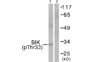 Western blot analysis of extracts from HepG2 cells, using BIK (Phospho-Thr33) antibody (#A0053, Line 1 and 2). (BIK antibody  (pThr33))