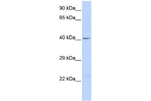 WB Suggested Anti-GJA1 Antibody Titration:  0. (Connexin 43/GJA1 antibody  (Middle Region))