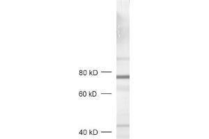 dilution: 1 : 1000, sample: crude synaptic vesicle fraction of rat brain (LP2) (RPH3A antibody  (AA 671-684))