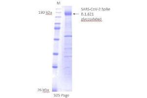 SDS-Page of purified SPIKE in detergent mycelle. (SARS-CoV-2 Spike Protein (B.1.621 - mu) (rho-1D4 tag))