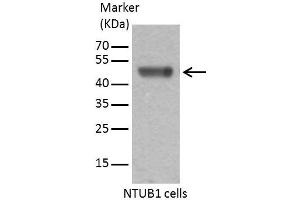 WB Image Sample (30 ug of whole cell lysate) A: 293T 10% SDS PAGE antibody diluted at 1:1000 (Caspase 9 antibody)