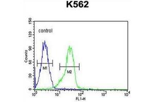 Flow cytometric analysis of K562 cells using FAM155A Antibody (N-term) Cat. (FAM155A antibody  (N-Term))