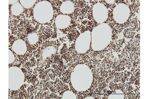 Image no. 1 for anti-TAF7 RNA Polymerase II, TATA Box Binding Protein (TBP)-Associated Factor, 55kDa (TAF7) (AA 130-224) antibody (ABIN598954) (TAF7 antibody  (AA 130-224))