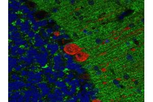 Indirect immunostaining of paraffin embedded mouse cerebellum section with anti-SV2B (dilution 1 : 200; green) and mouse anti-calbindin (, dilution 1 : 200; red).