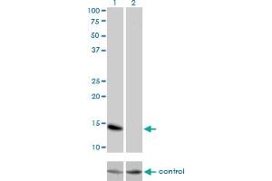 Western blot analysis of ID3 over-expressed 293 cell line, cotransfected with ID3 Validated Chimera RNAi (Lane 2) or non-transfected control (Lane 1). (ID3 antibody  (AA 1-83))