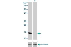 Western blot analysis of ID3 over-expressed 293 cell line, cotransfected with ID3 Validated Chimera RNAi (Lane 2) or non-transfected control (Lane 1).