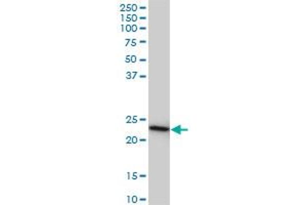 RRAS2 antibody  (AA 1-204)