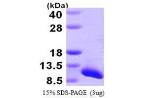 SDS-PAGE (SDS) image for Small Nuclear Ribonucleoprotein Polypeptide G (SNRPG) (AA 1-76) protein (His tag) (ABIN667418)