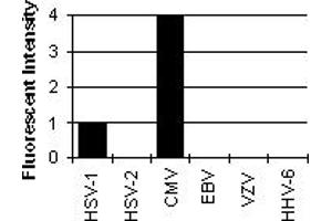 Cross Reactivity Results determined by IFA (ICP36 DNA Binding Protein (CMV ICP36) antibody)