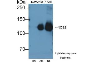 Detection of NOS2 in lysates of RAW264. (NOS2 antibody  (AA 734-966))