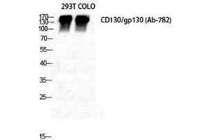 Western Blotting (WB) image for anti-Interleukin 6 Signal Transducer (Gp130, Oncostatin M Receptor) (IL6ST) (Ser552) antibody (ABIN3179917) (CD130/gp130 antibody  (Ser552))