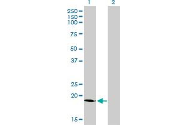 SSR4 antibody  (AA 24-173)
