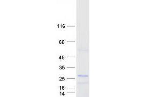 PRRG2 Protein (Myc-DYKDDDDK Tag)