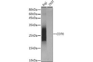 Western blot analysis of extracts of various cell lines, using CD70 antibody (ABIN7266215) at dilution. (CD70 antibody)