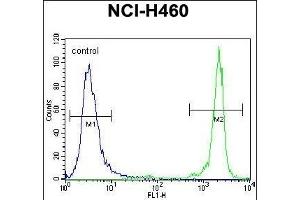 GDF15 Antibody (N-term) (ABIN656484 and ABIN2845763) flow cytometric analysis of NCI- cells (right histogram) compared to a negative control cell (left histogram). (GDF15 antibody  (N-Term))
