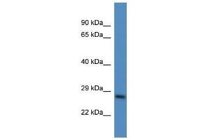 Western Blot showing Psmd10 antibody used at a concentration of 1. (PSMD10 antibody  (N-Term))