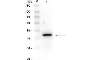 Alcohol Dehydrogenase (ADH) antibody (Biotin)
