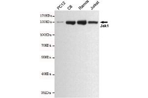 Western blot analysis of extracts from PC12,C6,Ramos and Jurkat cell lysates using Jak1 mouse mAb (1:500 diluted).