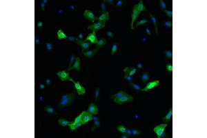 Immunofluorescence detection of human RET expressed in U2OS cells. (Ret Proto-Oncogene antibody)