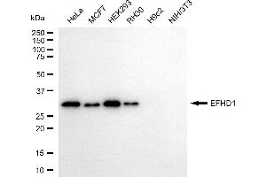 Western blotting analysis using EFHD1 antibody (ABIN7798425).
