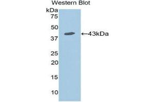 Western Blotting (WB) image for anti-Interleukin 7 Receptor (IL7R) (AA 173-260) antibody (ABIN1859442) (IL7R antibody  (AA 173-260))