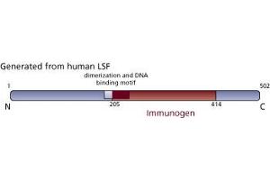 Image no. 3 for anti-Transcription Factor CP2 (TFCP2) (AA 205-414) antibody (ABIN968193) (TFCP2 antibody  (AA 205-414))