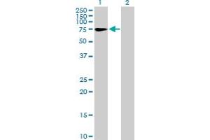 Western Blot analysis of ZNF319 expression in transfected 293T cell line by ZNF319 MaxPab polyclonal antibody. (ZNF319 antibody  (AA 1-582))