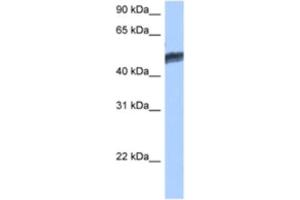 Western Blotting (WB) image for anti-Hepatocyte Nuclear Factor 4 gamma (HNF4G) antibody (ABIN2462866) (HNF4 gamma antibody)
