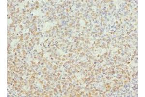 Immunohistochemistry of paraffin-embedded human tonsil tissue using ABIN7161751 at dilution of 1:100 (NASP antibody  (AA 519-788))