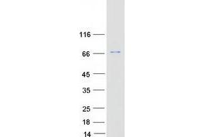 Validation with Western Blot (RELB Protein (Myc-DYKDDDDK Tag))