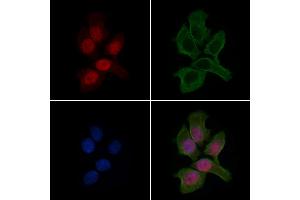 ABIN6263646 and ABIN6279499 staining HepG2 cells by IF/ICC. (Nkx2-2 antibody  (Internal Region))