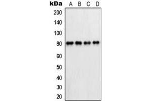 Western blot analysis of PFKL expression in HepG2 (A), A431 (B), Raw264. (PFKL antibody  (C-Term))