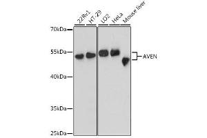 Western blot analysis of extracts of various cell lines, using AVEN antibody. (AVEN antibody  (AA 203-362))