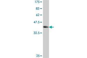 Western Blot detection against Immunogen (37. (CASC3 antibody  (AA 604-703))