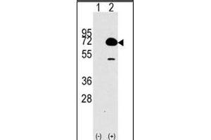 Western blot analysis of HDAC10 (arrow) using rabbit polyclonal HDAC10 Antibody (N-term) (R). (HDAC10 antibody  (N-Term))