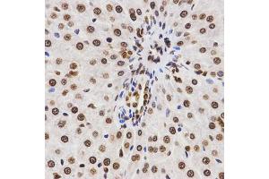 Immunohistochemistry of paraffin-embedded rat liver using DiMethyl-Histone H3-K9 antibody (ABIN1872998) at dilution of 1:200 (40x lens). (Histone 3 antibody  (H3K9me2))