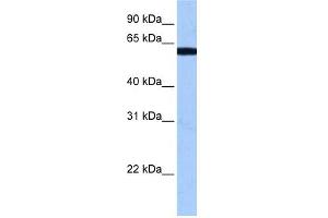 RBM14 antibody used at 0. (RBM14 antibody  (N-Term))