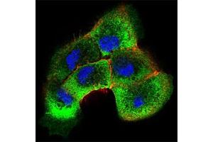 Immunofluorescence (IF) image for anti-SHC (Src Homology 2 Domain Containing) Transforming Protein 1 (SHC1) (AA 385-495) antibody (ABIN5542463)