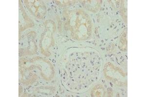 Immunohistochemistry of paraffin-embedded human kidney tissue using ABIN7162248 at dilution of 1:100