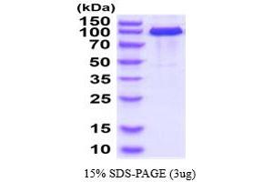 SDS-PAGE (SDS) image for Cadherin 5 (CDH5) (AA 29-599) protein (hIgG-His-tag) (ABIN5854789)