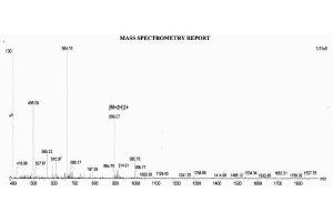 Image no. 1 for Procollagen III N-Terminal Propeptide (PIIINP) (N-Term) peptide (KLH) (ABIN5666049) (Procollagen III N-Terminal Propeptide (PIIINP) (N-Term) peptide (KLH))