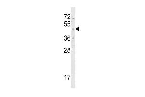 HRH4 Antibody (Center) (ABIN1538129 and ABIN2848687) western blot analysis in NCI- cell line lysates (35 μg/lane). (HRH4 antibody  (AA 228-256))