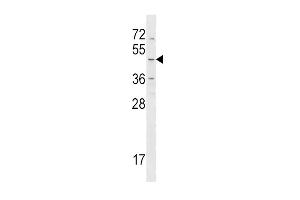 HRH4 Antibody (Center) (ABIN1538129 and ABIN2848687) western blot analysis in NCI- cell line lysates (35 μg/lane). (HRH4 antibody  (AA 228-256))