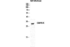 Western Blot (WB) analysis of Rat Muscle cells using C/EBP delta/epsilon Polyclonal Antibody. (C/EBP delta/epsilon (C-Term) antibody)