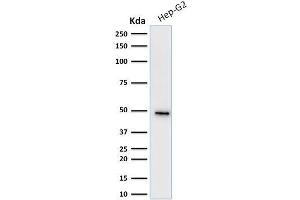 Western Blot Analysis of human Hep-G2 cell lysate using Cytokeratin 19 Mouse Monoclonal Antibody (KRT19/799). (Cytokeratin 19 antibody)