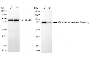 Western blotting analysis using tRNA methyltransferase 2 homolog antibody (ABIN7800983).