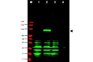 Image no. 1 for anti-Ajuba LIM Protein (AJUBA) (AA 224-239) antibody (ABIN401292) (AJUBA antibody  (AA 224-239))
