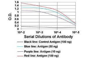 ELISA analysis of TIE1 monoclonal antibody, clone 8D12B10  at 1:10000 dilution. (TIE1 antibody  (AA 385-607))