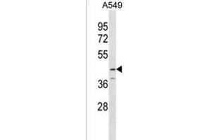 SERPINB12 Antibody (Center) (ABIN1537821 and ABIN2849877) western blot analysis in A549 cell line lysates (35 μg/lane). (SERPINB12 antibody  (AA 131-157))